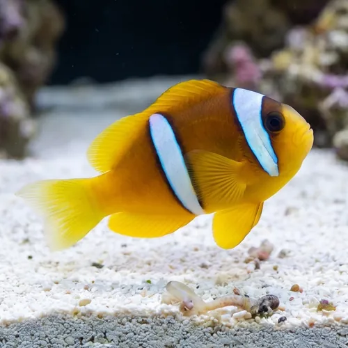 Two Banded Spotcintus Clownfish - Red Sea