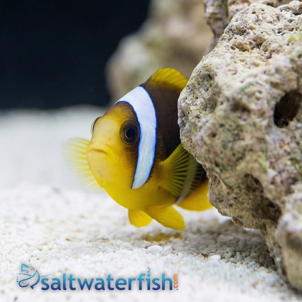 Blue Stripe Clownfish