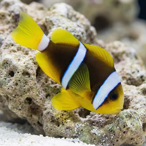 Blue Stripe Clownfish