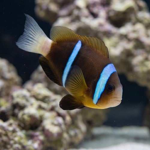 Blue Stripe Clownfish: Bonded Pair