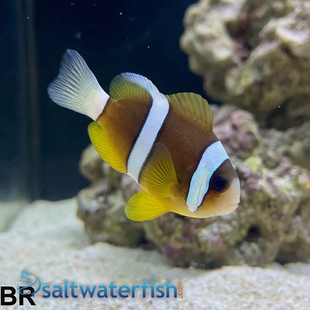 Clarkii Clownfish
