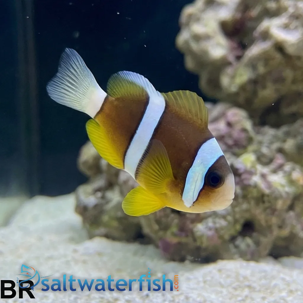 Clarkii Clownfish - Clownfish - Saltwater Fish