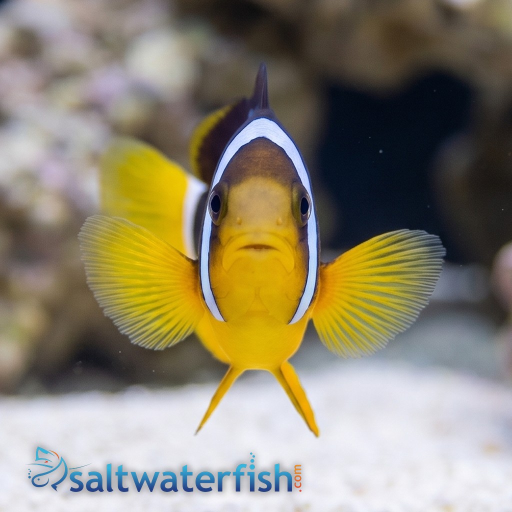Clarkii Clownfish