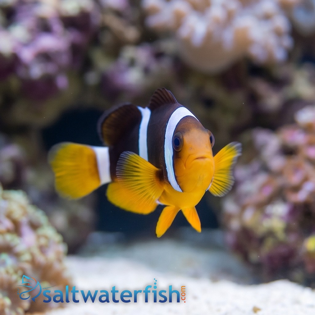 Clarkii Clownfish