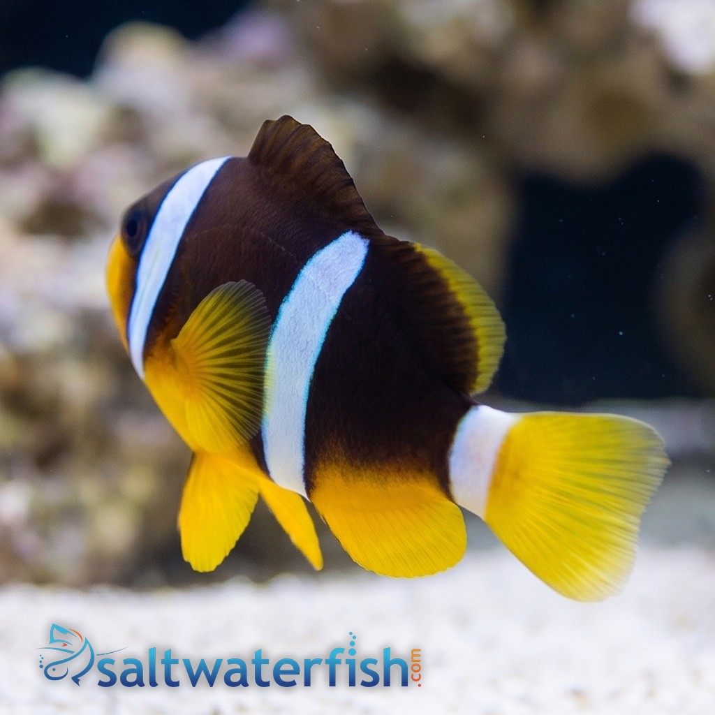 Clarkii Clownfish
