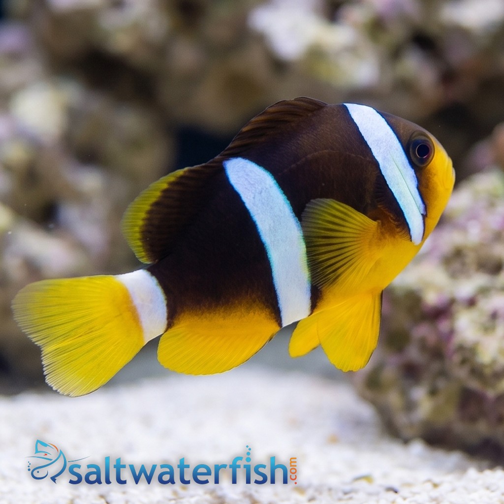 Clarkii Clownfish