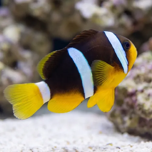 Clarkii Clownfish