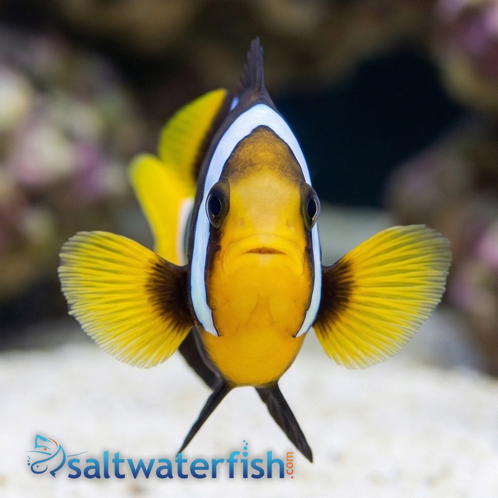 Black Clarkii Clownfish