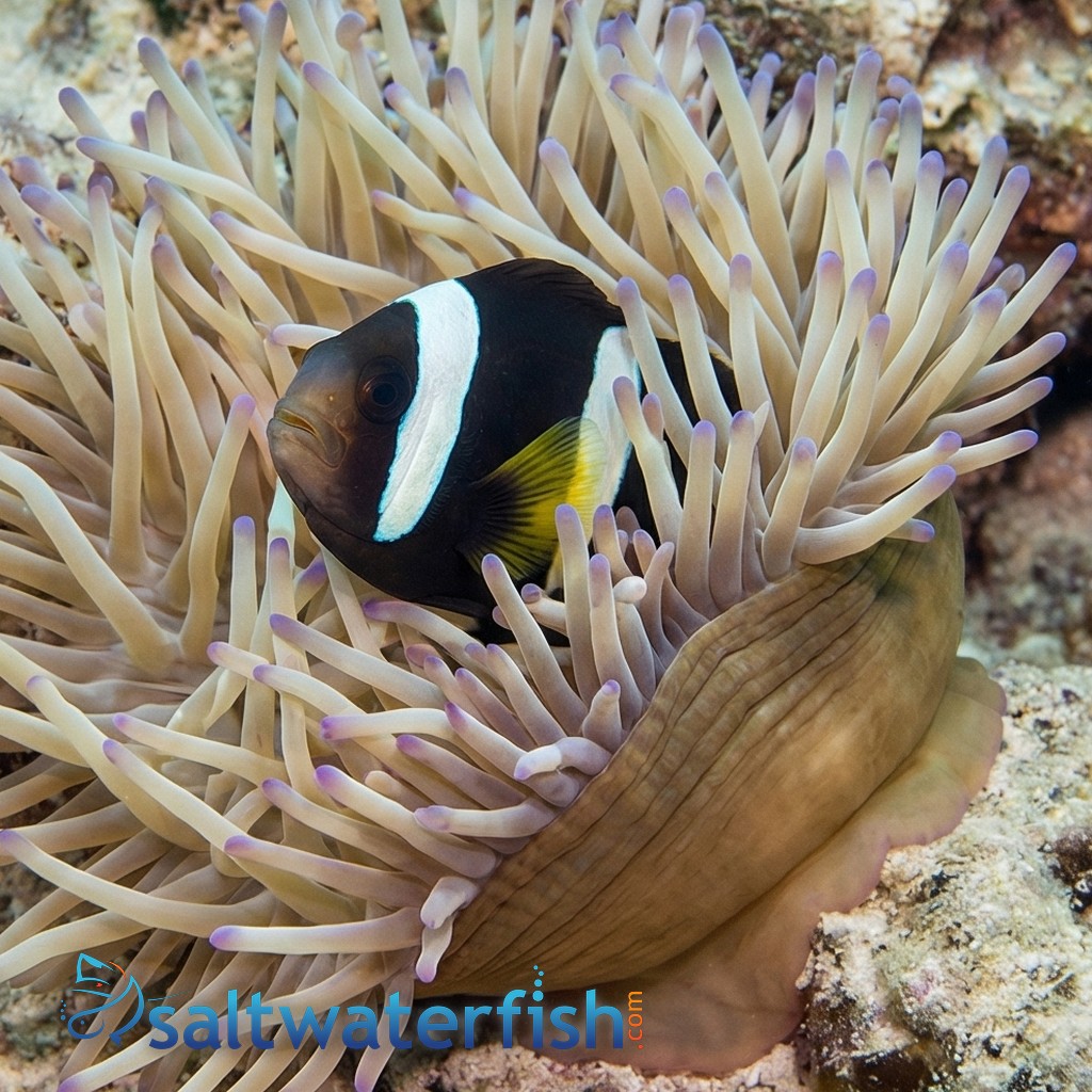 Black Clarkii Clownfish : Juvenile - Captive Bred - QM Labs