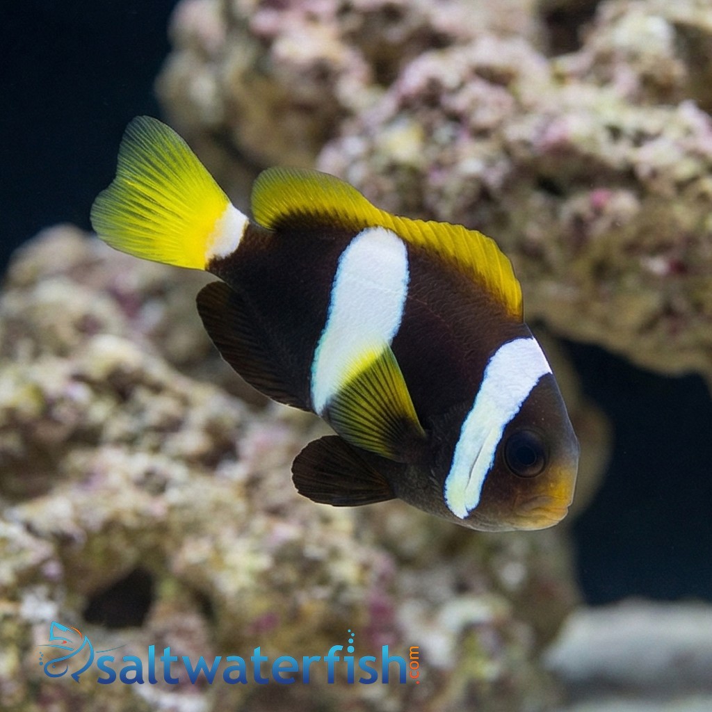 Black Clarkii Clownfish : Juvenile - Captive Bred - QM Labs