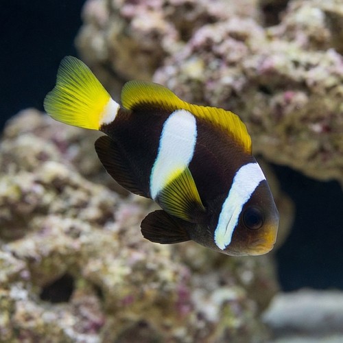 Black Clarkii Clownfish : Juvenile - Captive Bred - QM Labs