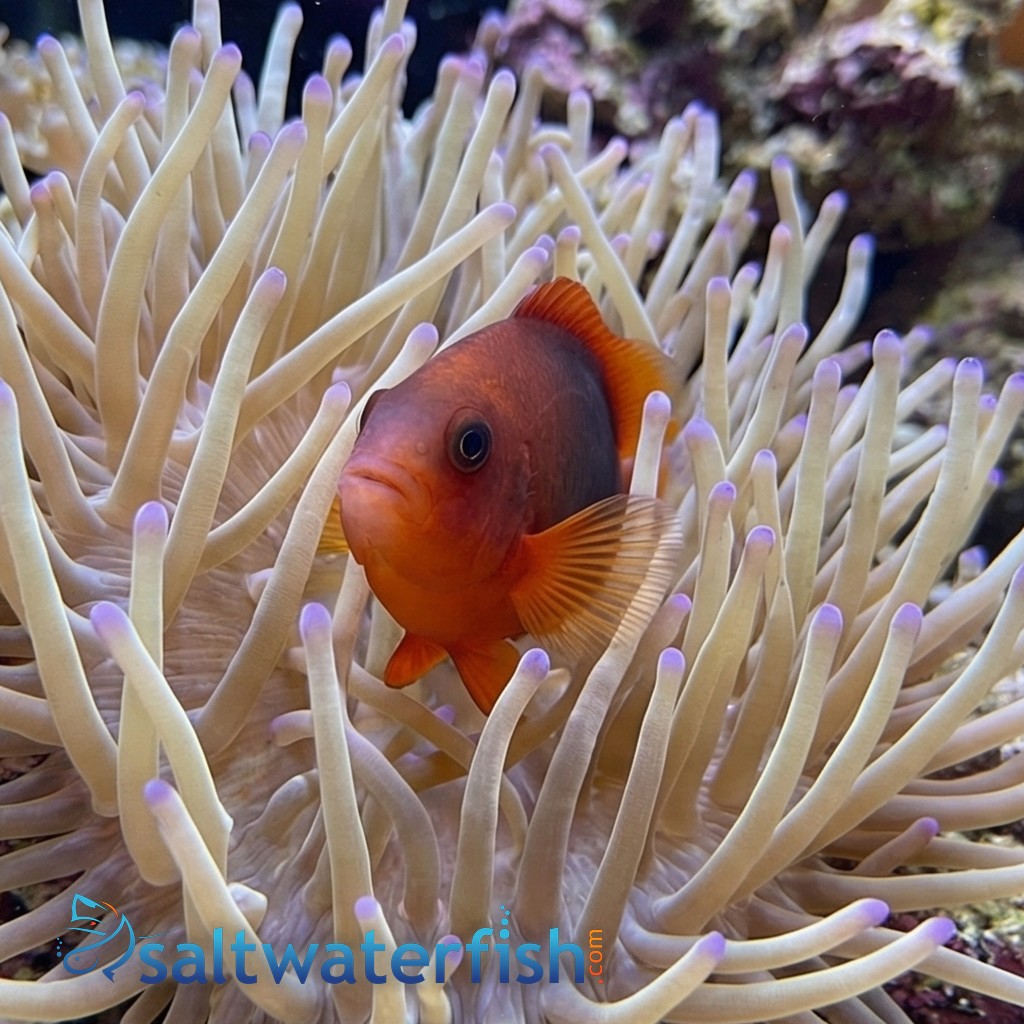 Fire Clownfish