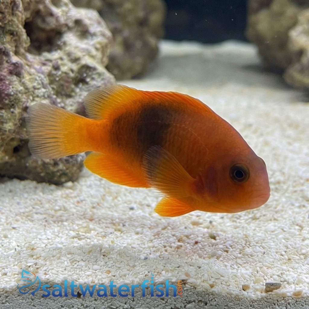 Fire Clownfish