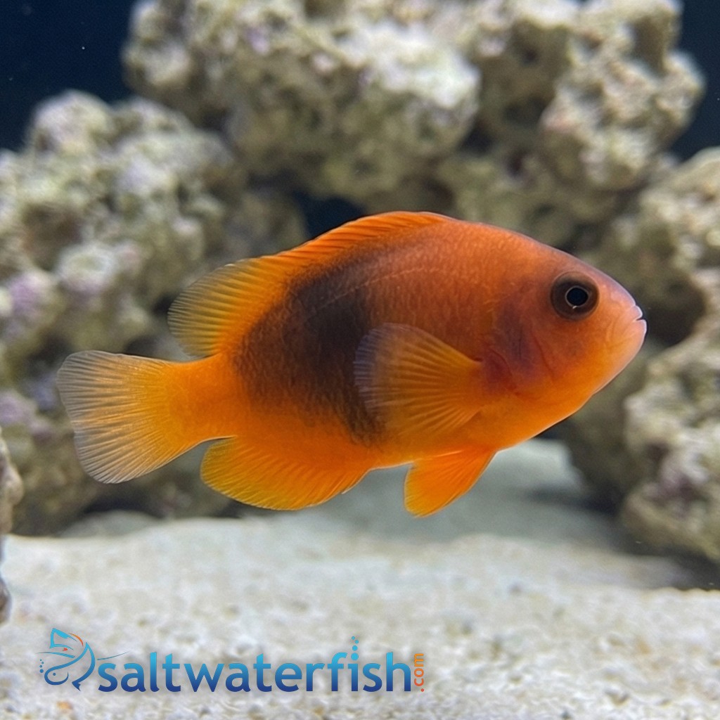 Fire Clownfish