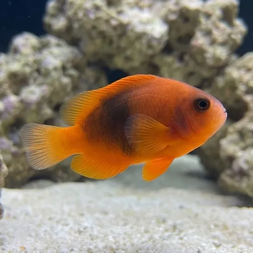 Fire Clownfish