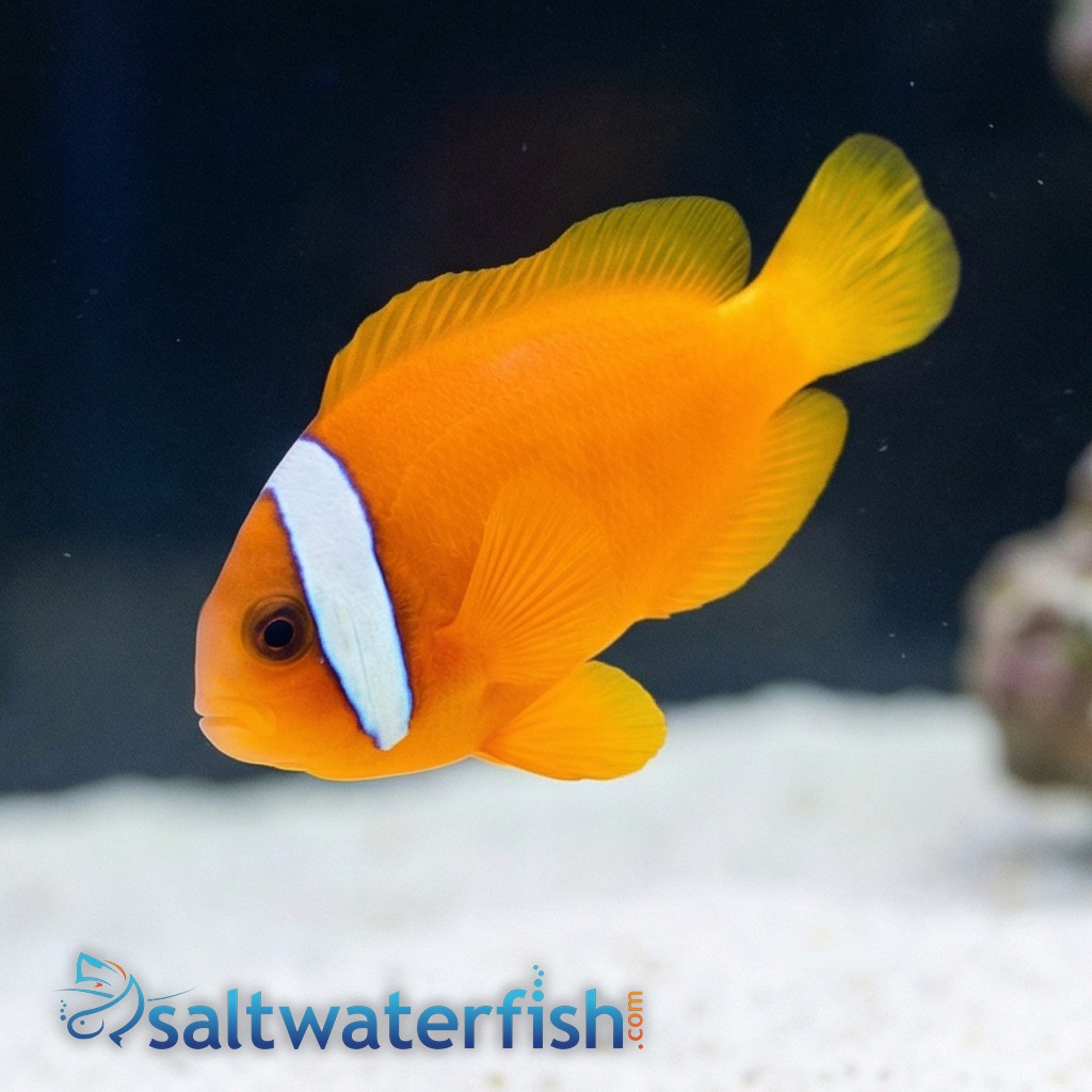 Tomato Clownfish  