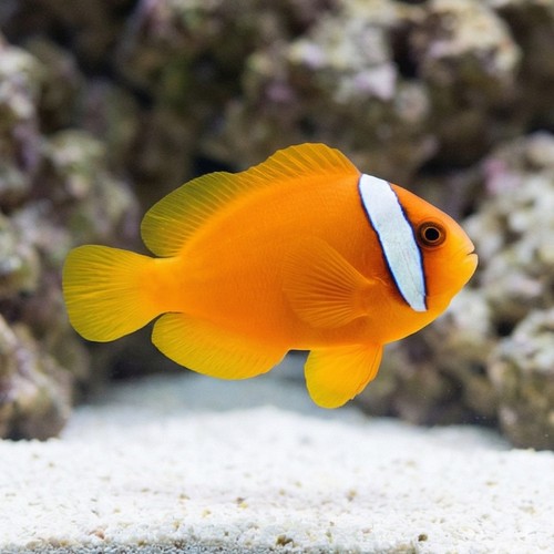 Tomato Clownfish - Captive Bred