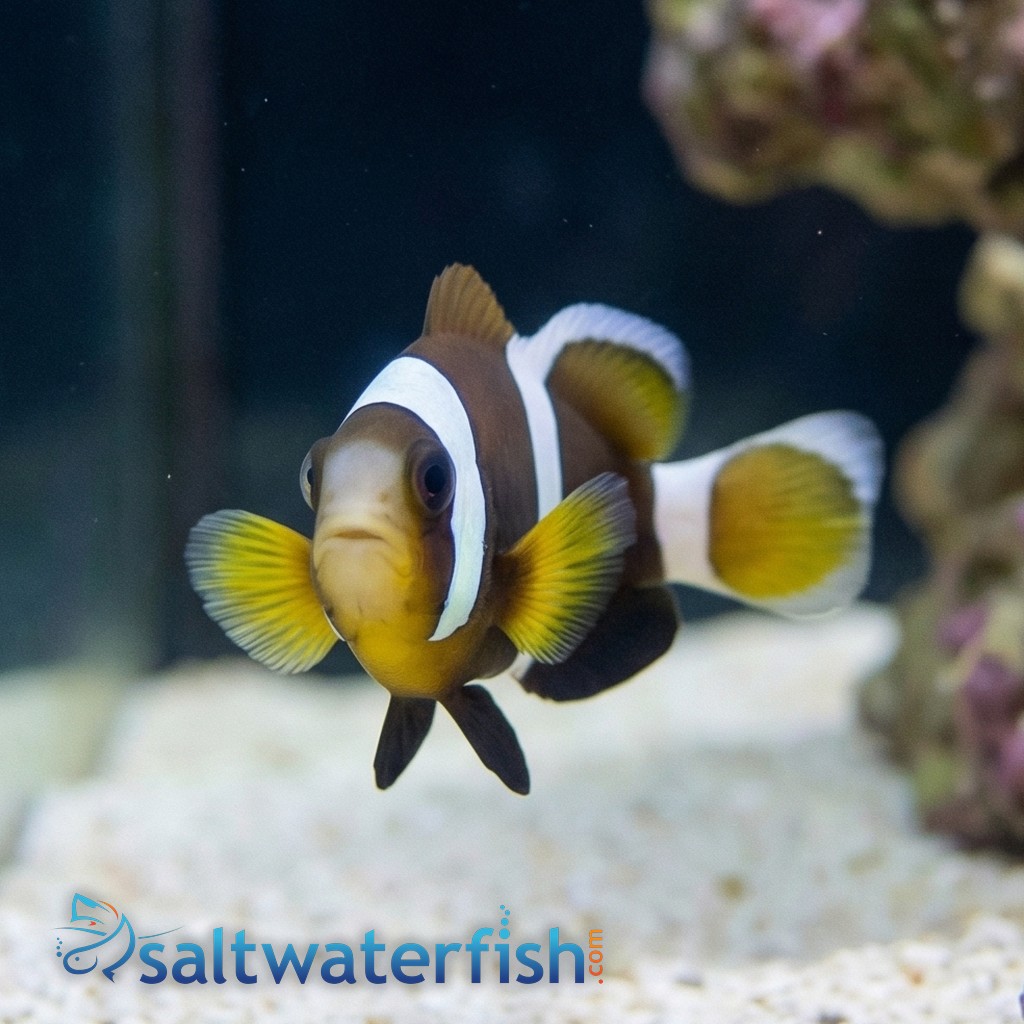 Wide Band Clownfish - Captive Bred