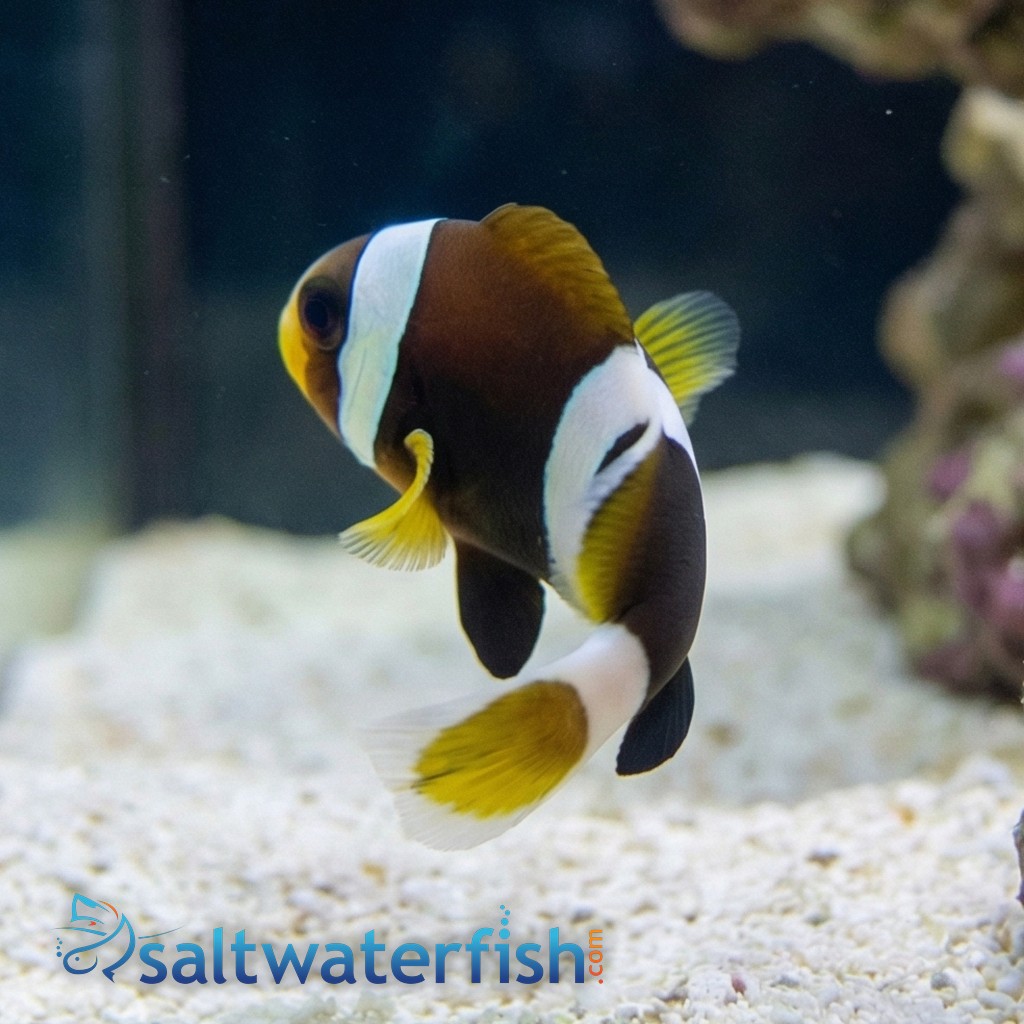 Wide Band Clownfish - Captive Bred