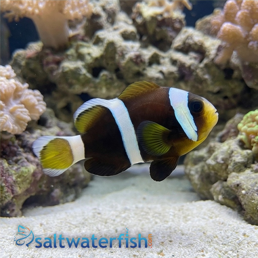 Wide Band Clownfish - Captive Bred