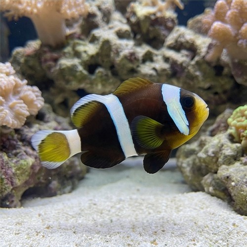 Wide Band Clownfish - Captive Bred