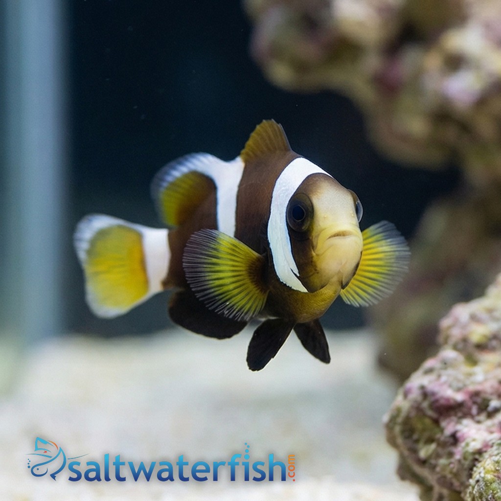 Wide Band Clownfish : Misbar - Captive Bred