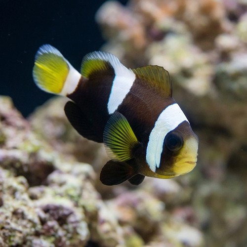 Wide Band Clownfish : Misbar - Captive Bred