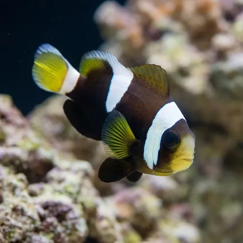 Wide Band Clownfish : Misbar - Captive Bred