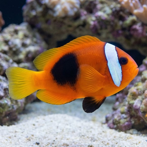 Cinnamon Clownfish - South Pacific