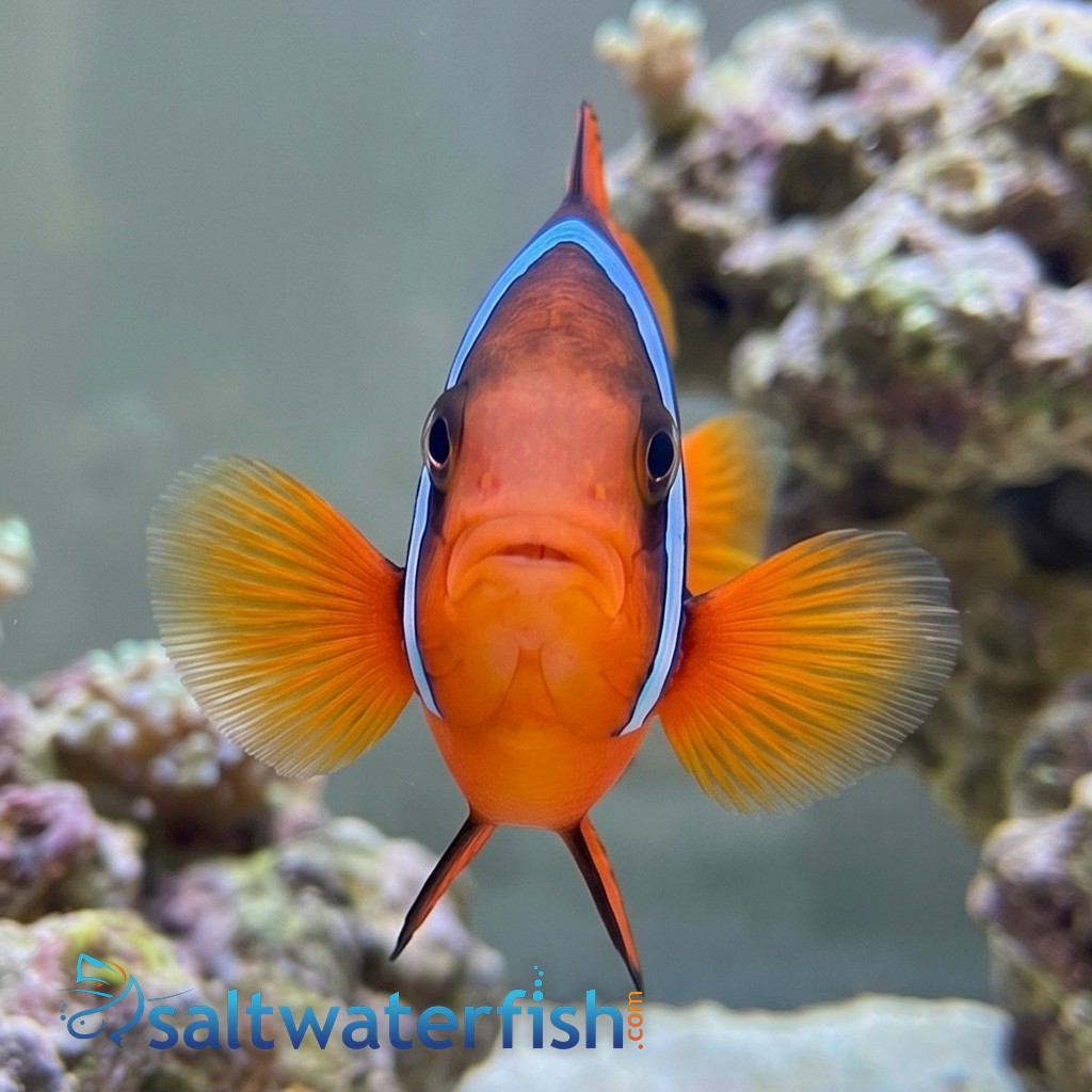 Cinnamon Clownfish