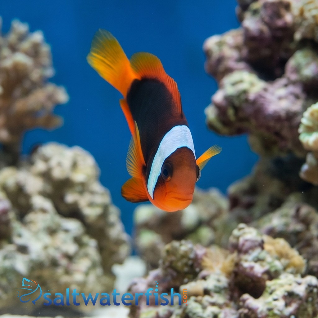 Cinnamon Clownfish