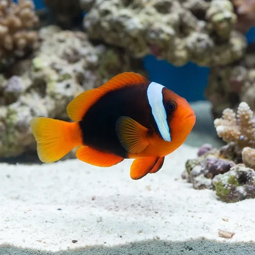 Cinnamon Clownfish