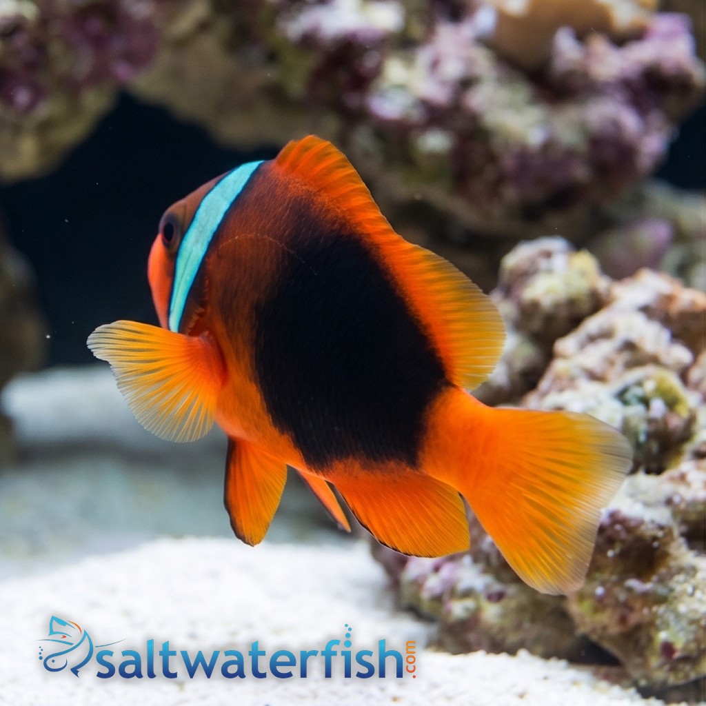 Cinnamon Clownfish - Eastern Asia