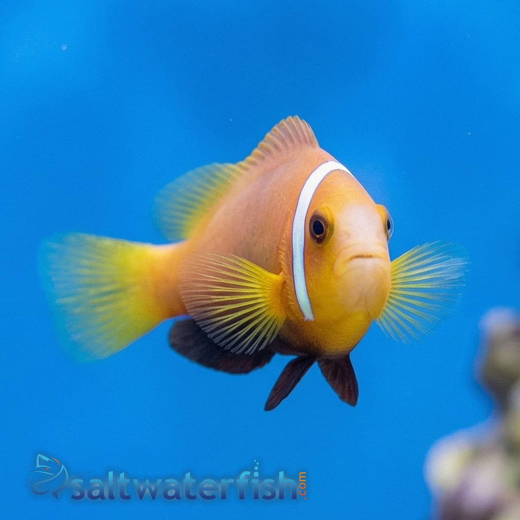 Rose Skunk Clownfish