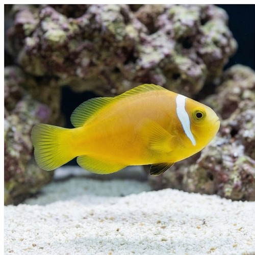 Rose Skunk Clownfish - Captive Bred - QM Labs