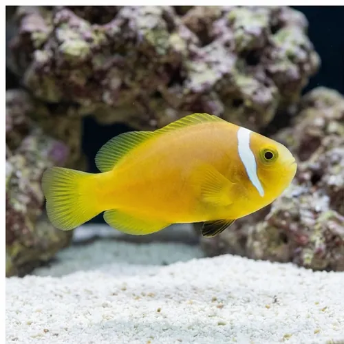 Rose Skunk Clownfish - Captive Bred - QM Labs
