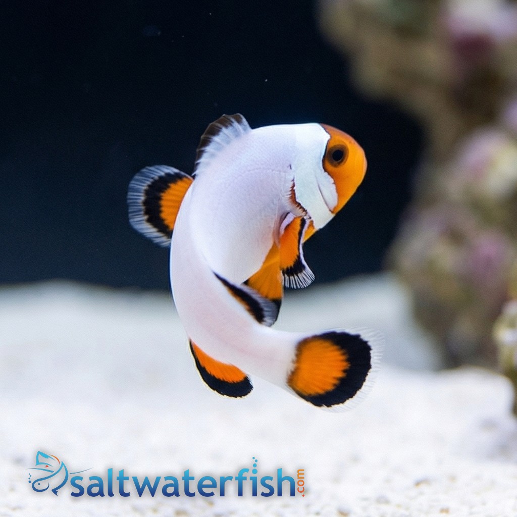 Wyoming White Clownfish - Captive Bred