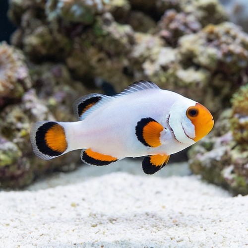 Wyoming White Clownfish - Captive Bred