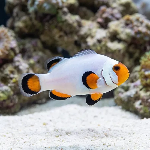 Wyoming White Clownfish - Captive Bred