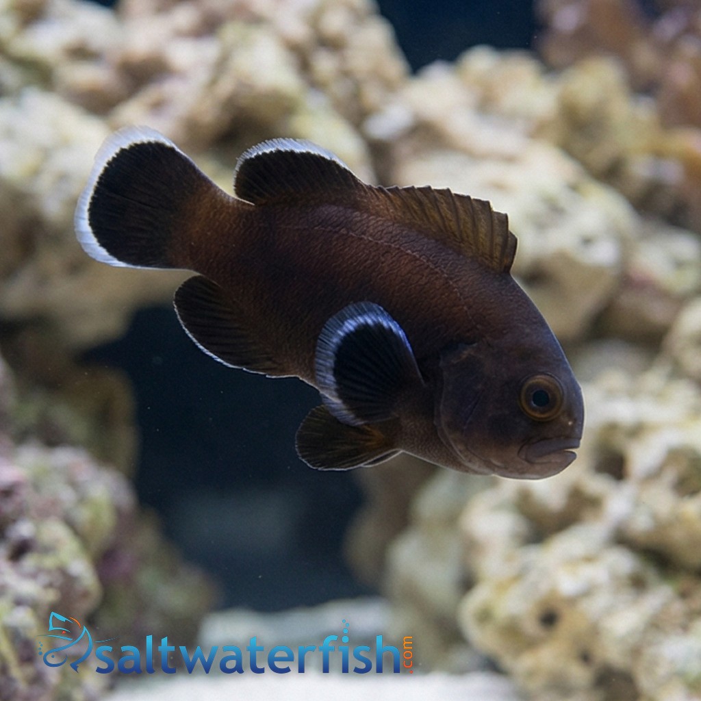 Midnight Clownfish - Captive Bred