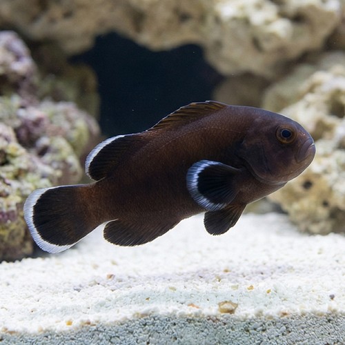 Midnight Clownfish - Captive Bred