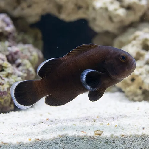 Midnight Clownfish - Captive Bred