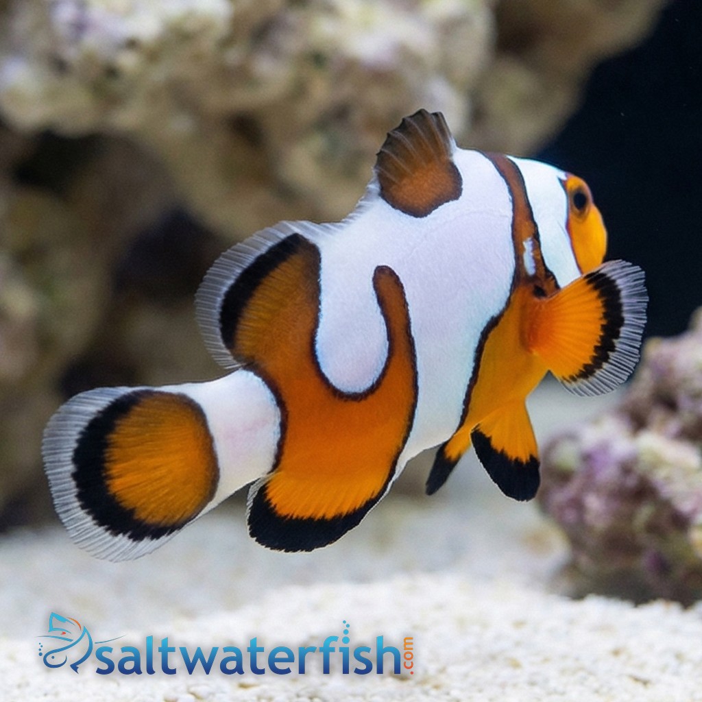Snowflake Ocellaris Clownfish DaVinci - Captive Bred Grade A