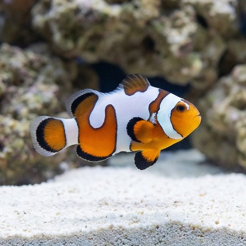 Snowflake Ocellaris Clownfish DaVinci - Captive Bred Grade A