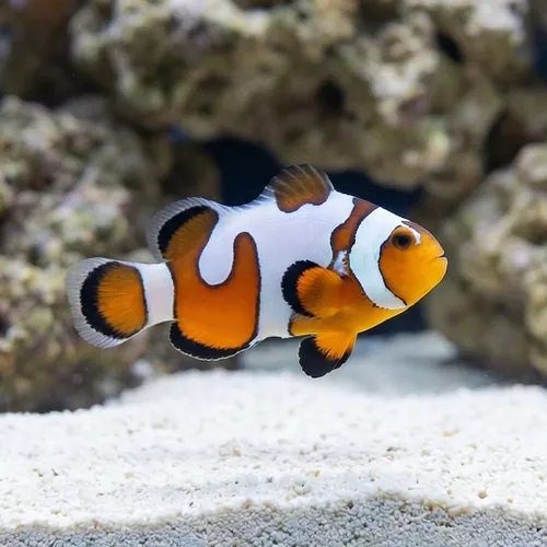 Snowflake Ocellaris Clownfish DaVinci - Captive Bred Grade A