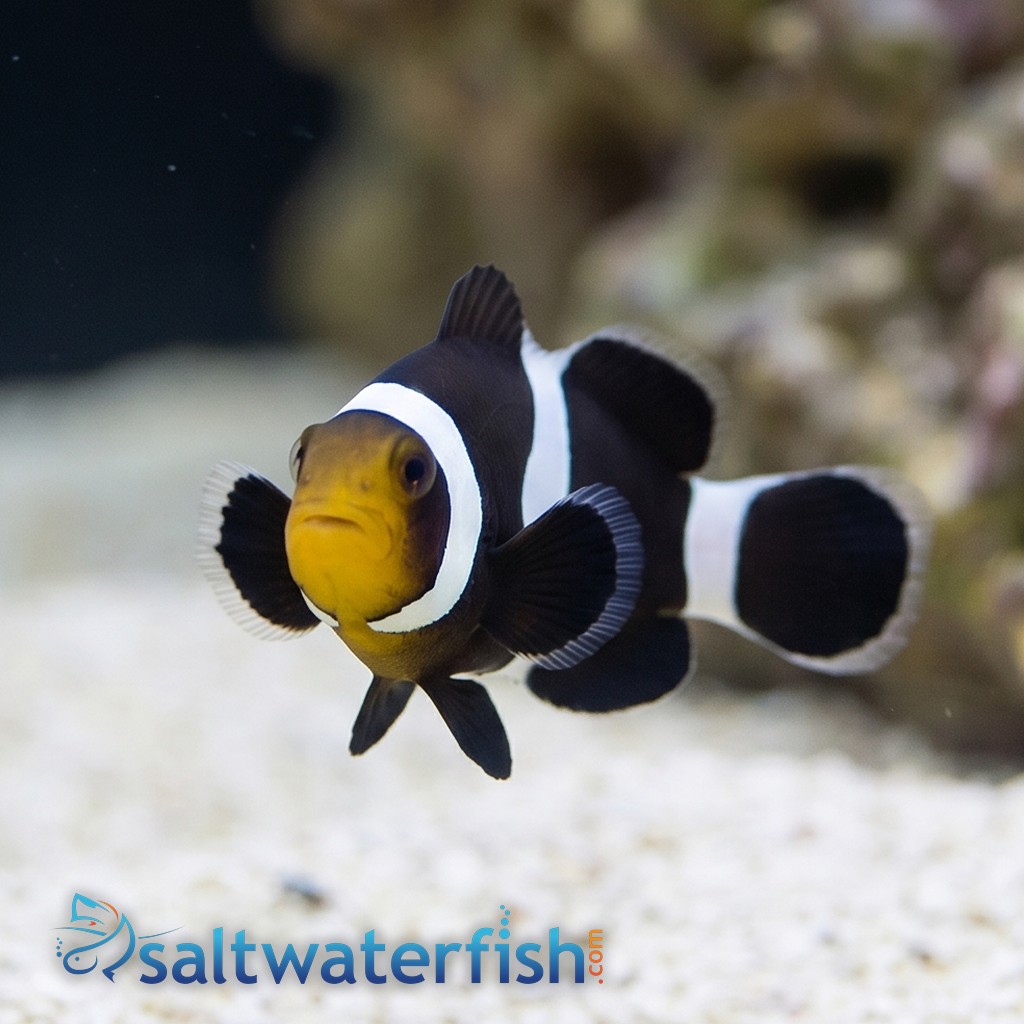 Mocha Ocellaris Clownfish - Captive Bred