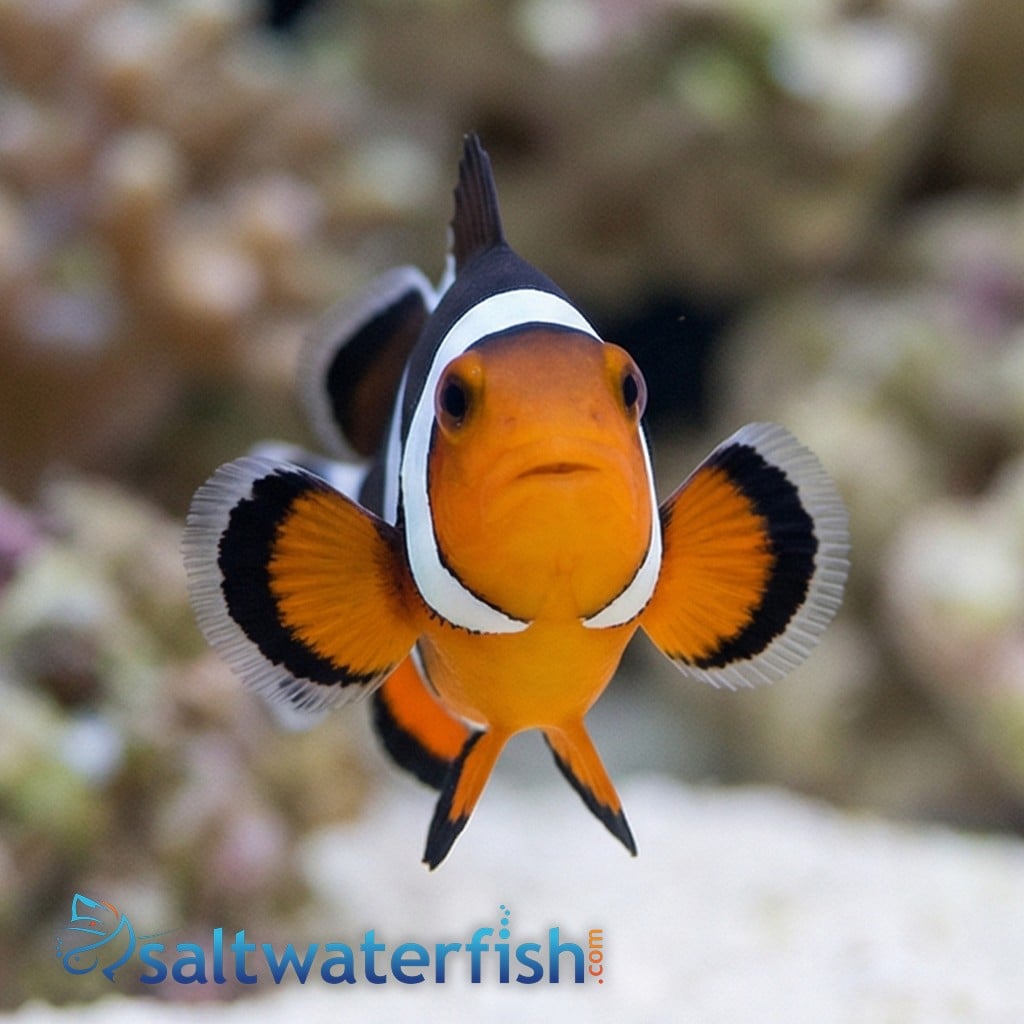 Mocha Ocellaris Clownfish - Captive Bred