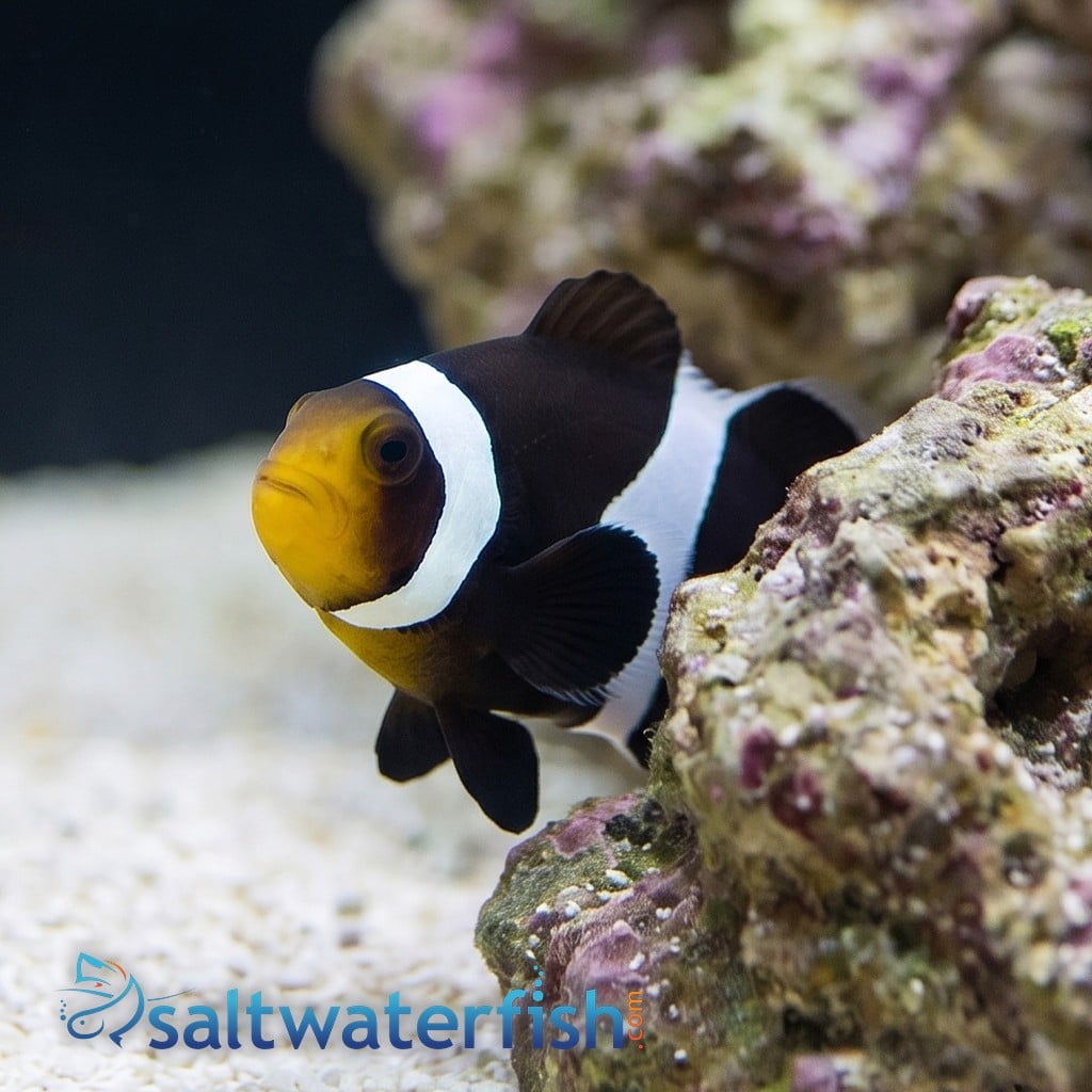 Mocha Ocellaris Clownfish - Captive Bred
