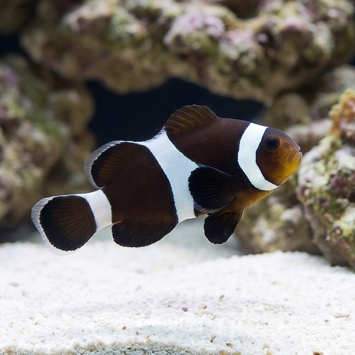 Mocha Ocellaris Clownfish - Captive Bred