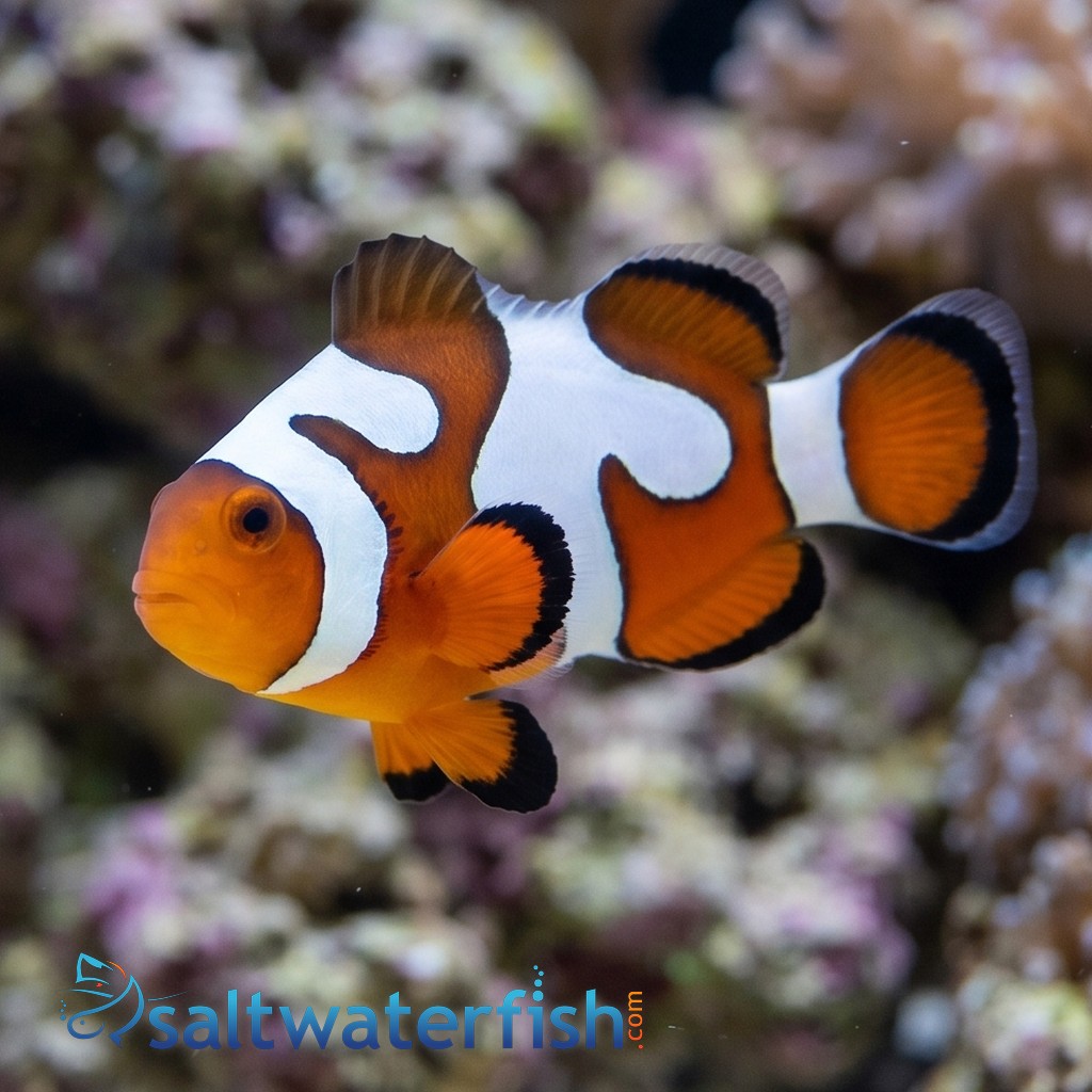 Snowflake Ocellaris Clownfish DaVinci - Captive Bred Grade B